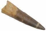Bargain, Fossil Plesiosaur (Zarafasaura) Tooth - Morocco #215862-1